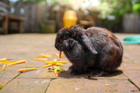Téléchargez les photos : Un gros plan d'un lapin noir moelleux mangeant une carotte - en image libre de droit