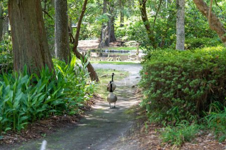 Foto de Dos gansos brent (Branta bernicla) caminando cerca del Swan Lake Iris Gardens en Sumter, Carolina del Sur - Imagen libre de derechos