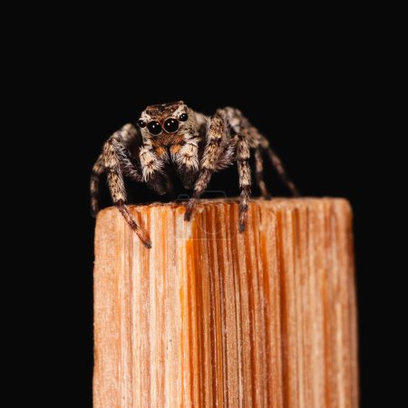 Foto de Un primer plano de una linda araña saltadora en un palillo - Imagen libre de derechos