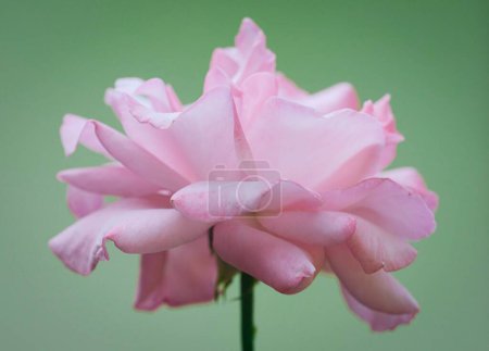 Photo for A closeup of a pink Rose Queen Elizabeth against the green blurred background - Royalty Free Image