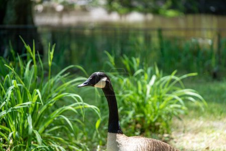 Photo for A brent goose (Branta bernicla) walking near the Swan Lake Iris Gardens in Sumter, South Carolina - Royalty Free Image