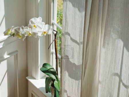 Foto de El phalaenopsis da una mirada fresca en la casa. Las flores, las lindas macetas y jarrones también son decoraciones perfectas.. - Imagen libre de derechos