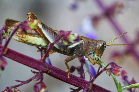 Téléchargez les photos : Gros plan d'une sauterelle mangeant une plante ou une vigne - en image libre de droit