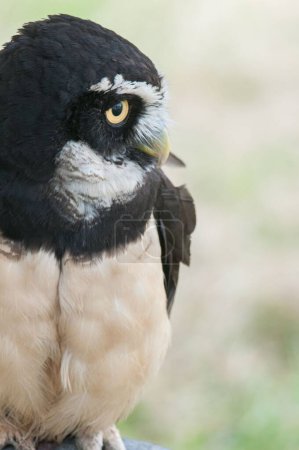 Photo for A vertical closeup of a Spectacled owl perched on a branch - Royalty Free Image