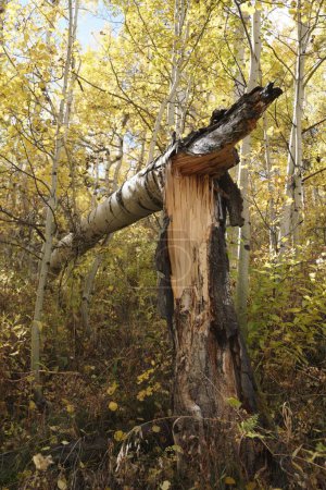 Foto de Un disparo vertical de un álamo caído en un bosque en otoño - Imagen libre de derechos