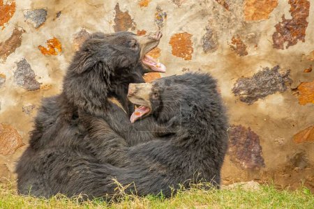 Téléchargez les photos : Un gros plan de deux ours paresseux jouant ensemble sur un champ d'herbe - en image libre de droit