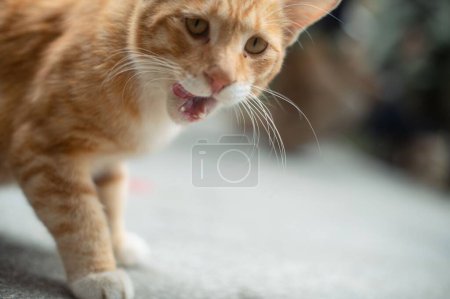 Photo for A closeup shot of a ginger cat yawning outdoors on the blurred background during the daytime - Royalty Free Image