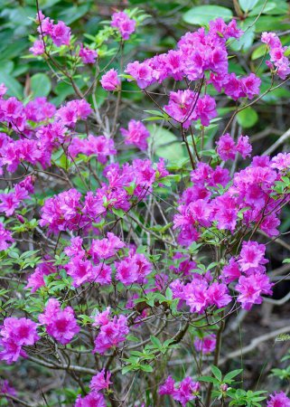 Téléchargez les photos : Azalées roses fleurissant dans le jardin au printemps - en image libre de droit