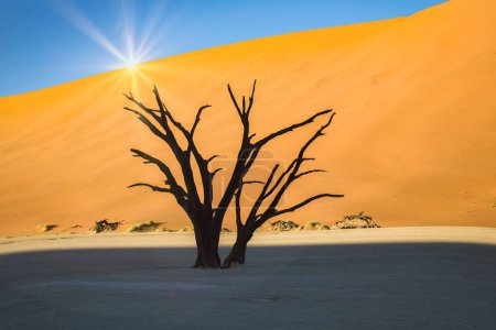 Foto de Namibia, el desierto de Namib, acacia muerta en el Valle Muerto, las dunas rojas en el fondo - Imagen libre de derechos