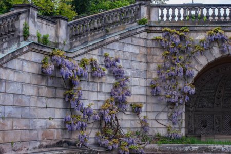 Téléchargez les photos : Un bel escalier en pierre dans un parc ensoleillé décoré de délicates fleurs violettes - en image libre de droit