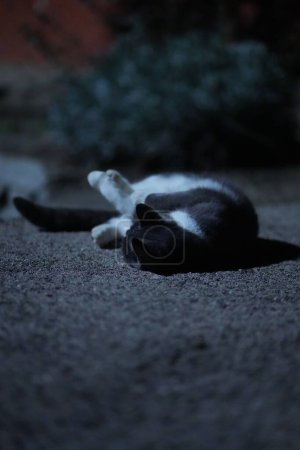 Foto de Un enfoque selectivo de un gato peludo blanco y negro, acostado en el suelo en el patio trasero, por la noche, iluminado por la luz de la luna - Imagen libre de derechos