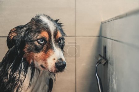 Photo for A closeup of an adorable wet Australian Shepherd dog after a shower in the bathroom - Royalty Free Image
