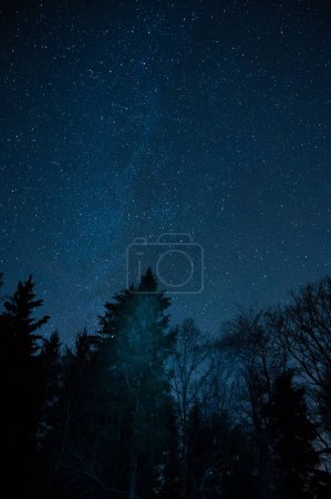Téléchargez les photos : Une belle vue sur les hauts arbres verts lors d'une nuit étoilée - en image libre de droit