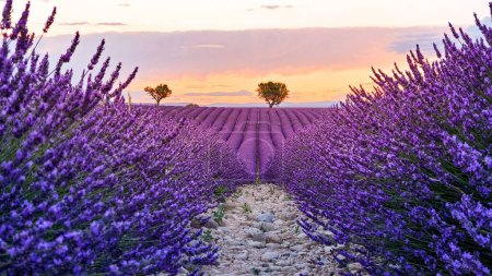 Photo for A low-angle view of a rocky path surrounded by beautiful lavender flowers - Royalty Free Image