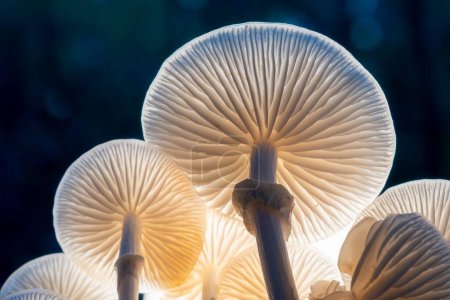Photo for A group of mushrooms in the lush forest - Royalty Free Image