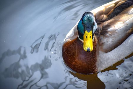 Téléchargez les photos : Un gros plan d'un joli petit canard colvert nageant gracieusement dans un étang calme sous un soleil éclatant - en image libre de droit