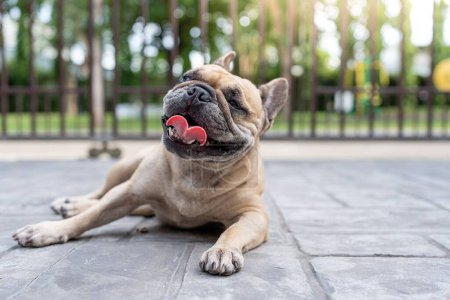 Foto de Un feliz Bulldog inglés tirado en el suelo - Imagen libre de derechos