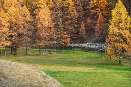 Téléchargez les photos : Une image des montagnes couvertes de pins orangés à l'automne. - en image libre de droit
