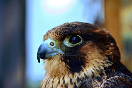Foto de Un retrato selectivo de un halcón shaheen (Falco peregrinus peregrinator) - Imagen libre de derechos