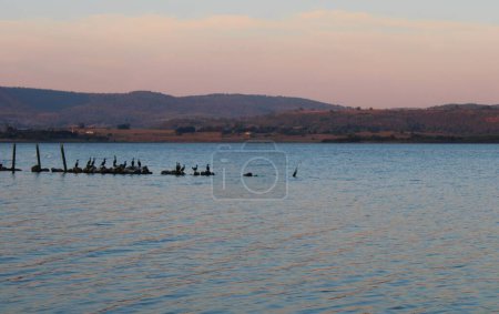 Photo for The birds standing on stones in a tranquil seascape at sunset - Royalty Free Image