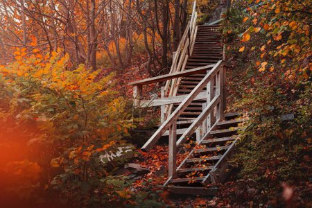 Téléchargez les photos : Une belle vue sur le parc national du Harz en Allemagne avec des marches en bois entourées d'arbres colorés à l'automne - en image libre de droit