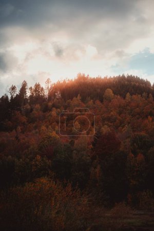 Foto de Un plano vertical de árboles de color otoñal en un bosque - Imagen libre de derechos