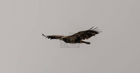 Photo for A Bald Eagle in flight against the white sky - Royalty Free Image