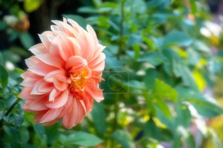Photo for A closeup of blooming Dahlia flower - Royalty Free Image