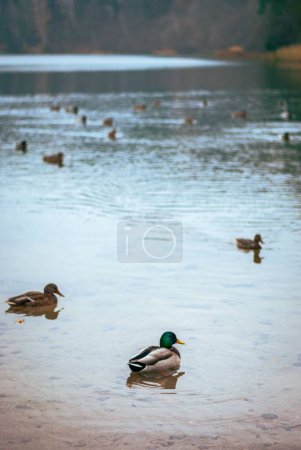 Photo for A vertical shot of ducks swimming in a lake - Royalty Free Image