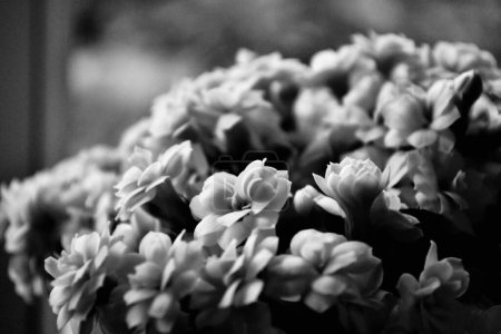 Téléchargez les photos : Un niveau de gris rapproché de petites fleurs délicates sur le fond flou - en image libre de droit