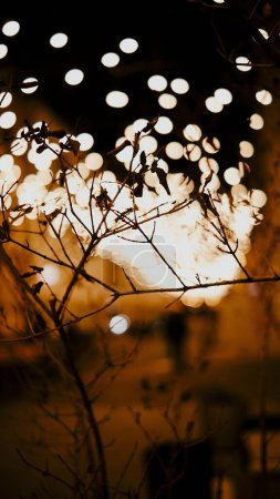 Photo for A close-up shot of bare thin twigs with bright bokeh lights on the background in Unirii square - Royalty Free Image
