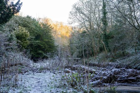 Téléchargez les photos : Conditions météorologiques glaciales en hiver à Jesmond Dene, un parc public à Newcastle upon Tyne, Royaume-Uni près de la rivière Ouseburn. - en image libre de droit