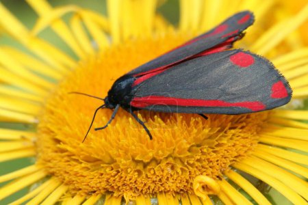 Photo for A closeup shot of the cinnabar moth on the yellow flower - Royalty Free Image