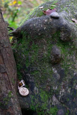 Téléchargez les photos : Gros plan vertical d'un tronc et d'une pierre recouverte de mousse, signes en forme de chat entre eux - en image libre de droit