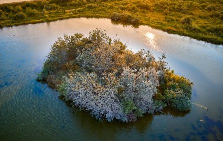Téléchargez les photos : Vue par drone des plantes et des arbres poussant sur un îlot de la rivière Olt par une journée ensoleillée, Roumanie - en image libre de droit