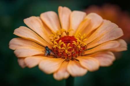 Foto de Un primer plano de una pequeña mosca que descansa sobre los pétalos anaranjados de una delicada flor sobre el fondo borroso - Imagen libre de derechos