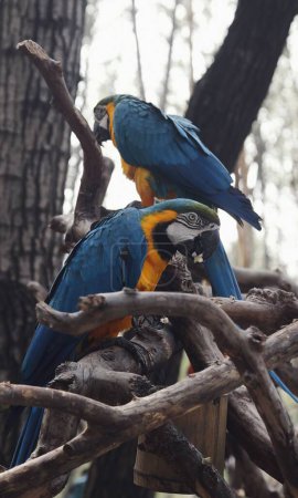 Téléchargez les photos : Les deux aras bleus et jaunes perchés sur une branche d'arbre dans le zoo - en image libre de droit