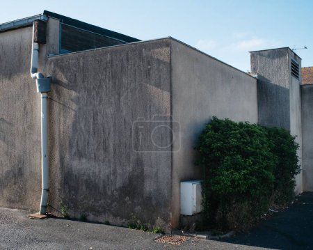 Téléchargez les photos : Un cliché de buissons poussant près du mur de béton - en image libre de droit