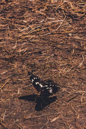 Photo for A black butterfly on the ground - Royalty Free Image