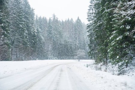 Téléchargez les photos : Une route enneigée à travers les sapins neigeux par une journée sombre, fond de ciel blanc - en image libre de droit