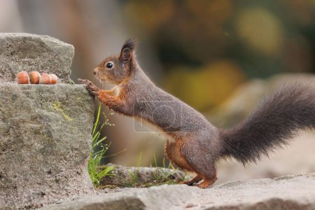 Téléchargez les photos : Gros plan d'un écureuil roux commun approchant des noisettes - en image libre de droit