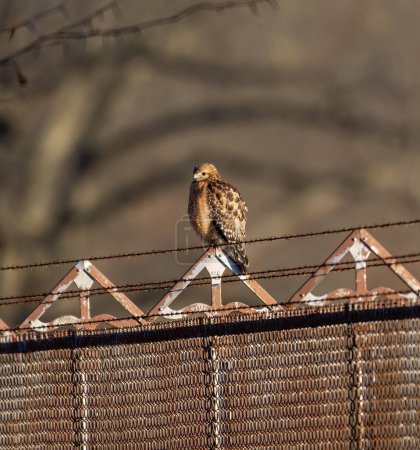 Foto de Un primer plano de un halcón de hombros rojos parado en una valla a la luz del día - Imagen libre de derechos