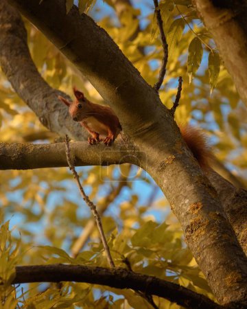 Photo for A vertical shot of a cute squirrel climbing a tree with yellow leaves on the blurred background - Royalty Free Image
