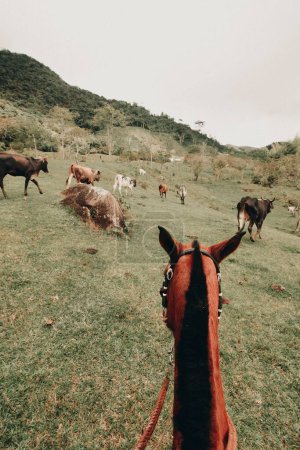 Foto de Un POV vertical de un ecuestre mirando a los caballos en el campo verde - Imagen libre de derechos
