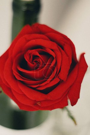 Foto de Un primer plano vertical de una hermosa rosa roja - Imagen libre de derechos