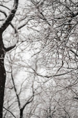 Foto de Un primer plano de plantas y árboles con sus ramas cubiertas de nieve en Utica, Nueva York en un frío día de invierno - Imagen libre de derechos