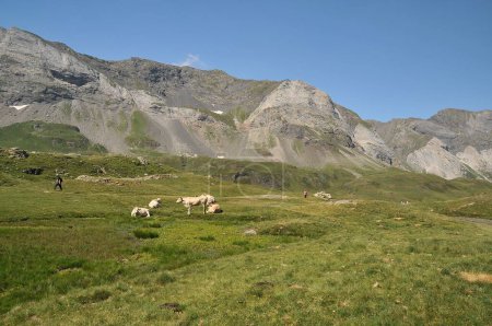 Téléchargez les photos : Le champ vert avec du bétail au pâturage sur le fond des montagnes. Pyrénées catalanes, France. - en image libre de droit