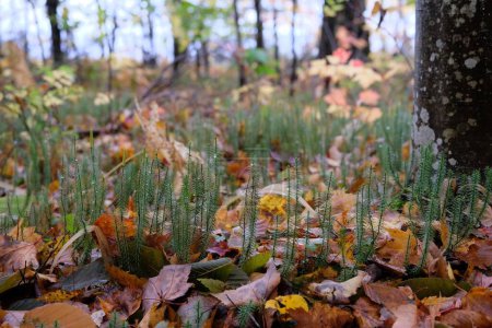 Foto de El musgo tiff verde corto que crece entre las hojas coloridas caídas en el bosque - Imagen libre de derechos