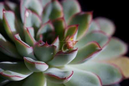 Foto de Una macro toma de los pétalos de la suculenta floración - Imagen libre de derechos