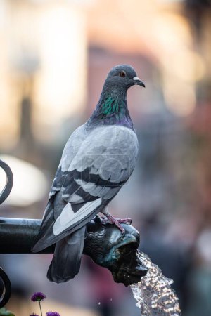 Téléchargez les photos : Un portrait de colombe de rocher paisiblement perché sur un poteau - en image libre de droit